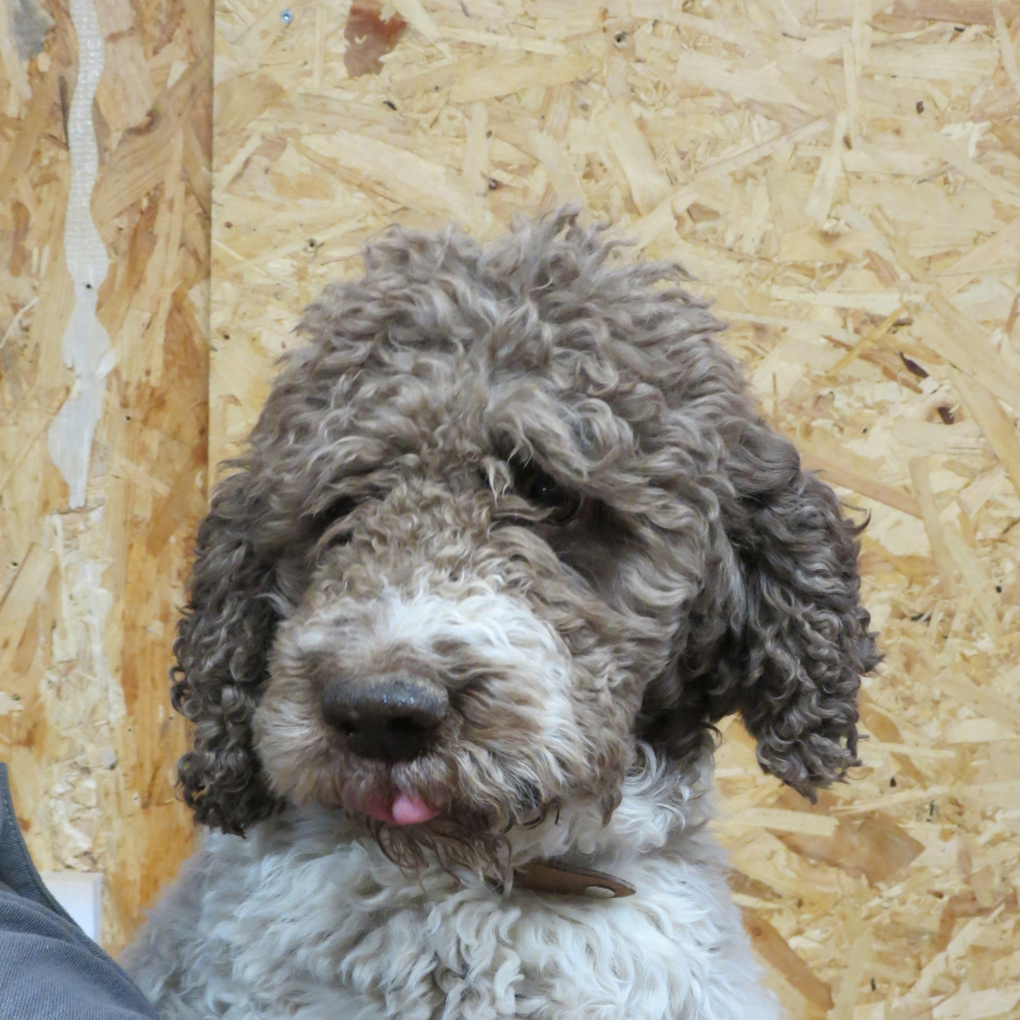 portrait de Looping Mascotte